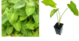 Live Plant Lime Zinger Elephant Ear - Xanthosoma aurea - Live Plant - £29.75 GBP