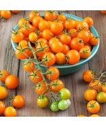 Sungold Tomato Seeds Sun Gold Tomato Seeds (F1) 10 Seeds Non-GMO - £9.08 GBP