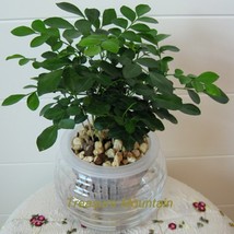 1 Pack 200 Seeds Orange Jasmine Mock Orange Murraya Paniculata Bonsai Seeds #N 9 - £20.97 GBP