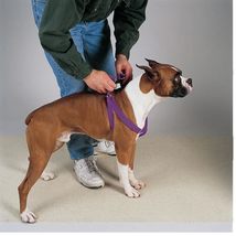 50 Pack Dog Harnesses Bulk Wholesale Assorted Colors Vet Rescue Shelter ... - $351.40+