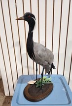 Demoiselle crane (Grus virgo) TAXIDERMY BIRD MOUNT Beautiful Feathers - £2,206.38 GBP