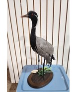 Demoiselle crane (Grus virgo) TAXIDERMY BIRD MOUNT Beautiful Feathers - £2,202.06 GBP