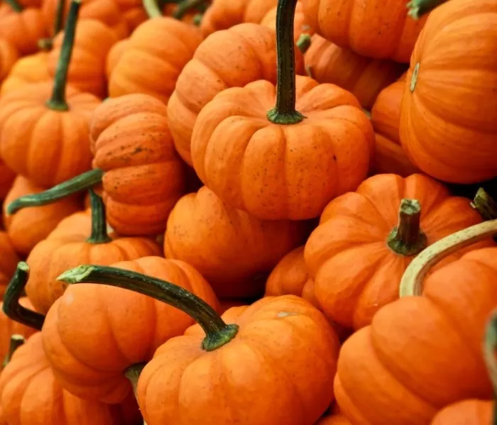 Jack Be Little Pumpkin Seed - Miniature Culinary Pumpkins Seeds - $12.52