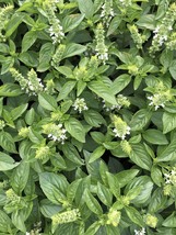 Lime Basil- 100 Garden Herb Seeds! Wholesome Non GMO -Aromatic Lime Herb  - £3.20 GBP