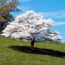 20 Tree White Empress Bonsai Seeds - £6.43 GBP