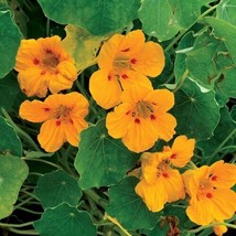 BEST 25 Seeds Easy To Grow Yellow Ladybird Nasturtium Flowers - $10.00