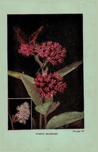 Vintage 1922 Flower Print Milkweed Butterfly Weed 2 Side Flowers You Sho... - £13.92 GBP