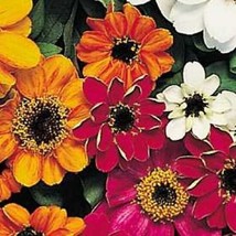 TH  50 Seeds Zinnia Profusion Mix 12 Inch Dwarf Flower Seeds / Disease Resistant - £11.74 GBP