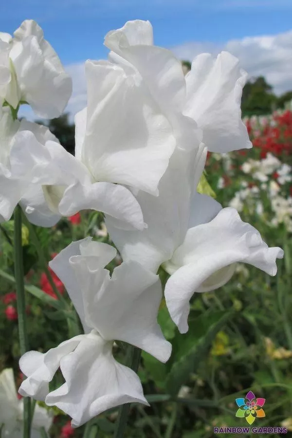 50 John Warren Sweet Pea Seeds Fresh Seeds USA - $9.96