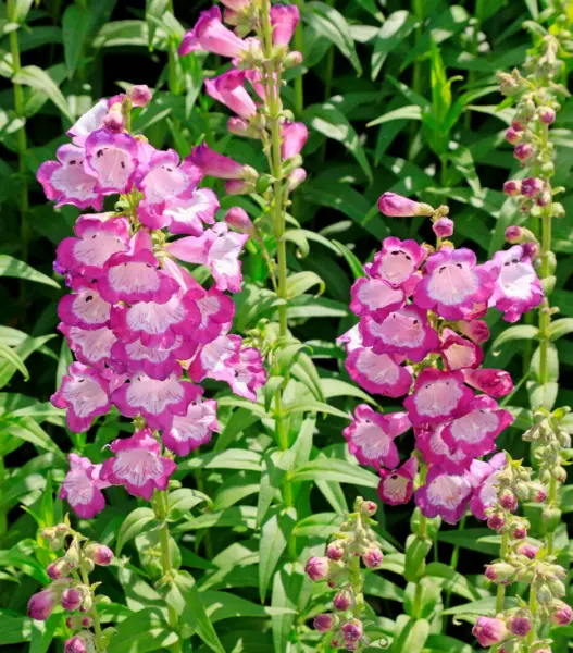 Pink Penstemon 100 Seeds Penstemon Hartwegii Beardtongue Mariesgreen USA Seller - £5.54 GBP