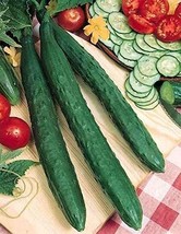 PM Tasty Jade F1 Cucumber Seeds (((25 Seed Packet))) (More Heirloom, Organic, No - $4.75