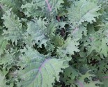 Red Russian Kale Seeds 500 Healthy Vegetable Greens Survival Fast Shipping - £7.22 GBP