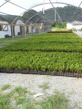 Green Giant 6-12” 2.5" pot  Arborvitae Thuja plicata image 6