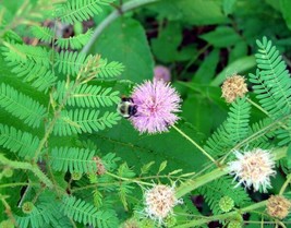 Sensitive Plant Mimosa Novelty Pink Flower 20 Seeds Garden USA - £4.24 GBP