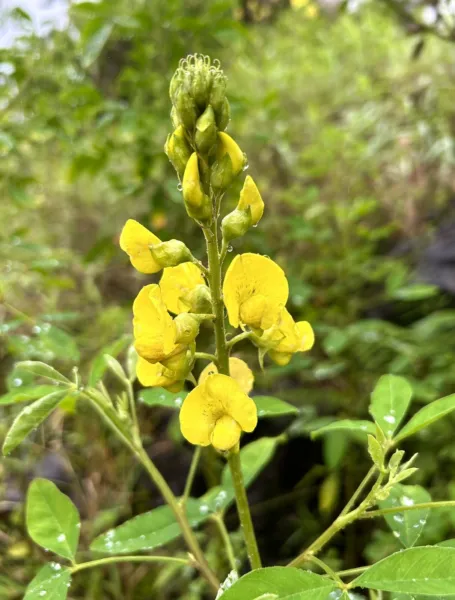 Caracas Rattlebox Shinning Rattlepod Crotalaria Micans 30 Seeds 2023 Usa Garden  - $19.98