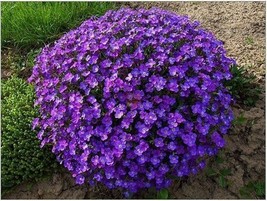 PowerOn 60+ Aubrieta Violet Queen Rock Cress Flower Seeds / Perennial / Deer Res - £5.86 GBP