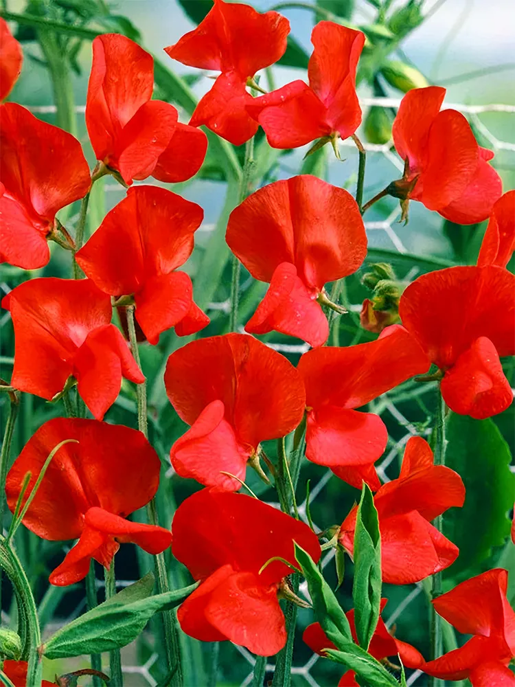 Red Tall Sweet Pea 100 seeds - $10.88