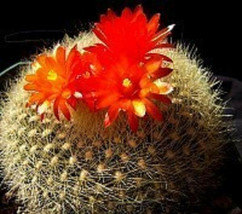 Parodia haselbergii exotic flowering lotus cacti rare cactus notocactus 50 SEEDS - £7.16 GBP