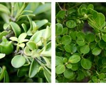 60 seeds Chinese Boxwood (Buxus microphylla var. sinica) - $29.99
