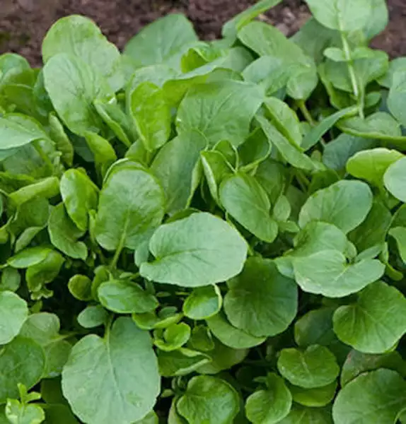 Organic Upland Cress Seeds Early Cress Creasy Greens Xà Lách Son Fresh Seeds - £7.08 GBP