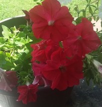 ArfanJaya Petunia Red Flower Seeds - £6.51 GBP