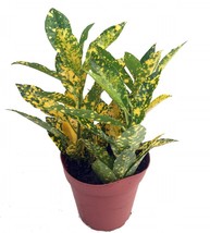 Gold Dust Croton 4&quot; Pot Plant - $27.99