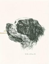 #261 SAINT BERNARD portrait dog art print * Pen and ink drawing by Jan J... - $12.50