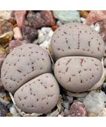 20 PCS Seeds Lithops otzeniana acf. &#39;Aquamarine&#39; Living Stone - $441.76 MXN