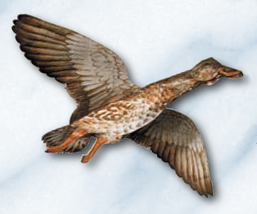 Jackite Mallard Duck Hen Decoy Kite / Windsock - £32.72 GBP