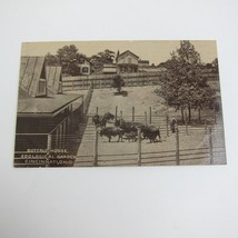 Postcard Cincinnati Ohio Zoo Buffalo House Garden Photo Antique Litho UNPOSTED - £6.38 GBP