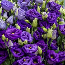 25 Pelleted Seeds Rosita Blue Lisianthus Cut Flower Seeds - £27.10 GBP