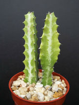 4&quot; EUPHORBIA LACTEA Dragon bone cactus Elkhorn plant succulent cacti candelabra - £20.54 GBP