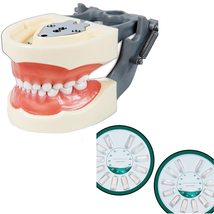 Pediatric Typodont Teeth Model 24 Removable Teeth Compatible with Kilgore Nissin - £47.95 GBP