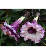 10 Double Purple Angel Trumpet Seeds Tropical Flowers Flower Seed 300 Fr... - $13.50