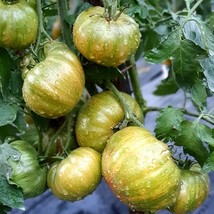 Tomato Harvard Square Seeds (5) - Premium Quality, Non-GMO Heirloom, Urban Garde - $7.00