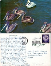 Florida Pelicans Posted in Miami 1961 to F. WM. Stone Ashtabula Ohio Postcard - £7.37 GBP