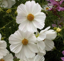 50 Pc Seeds Cosmos Purity White Flower Plant, Cosmos Seeds for Planting | RK - £14.86 GBP