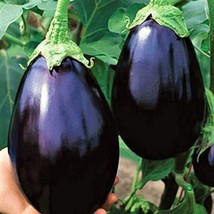 100+ Seeds Black Beauty Eggplant Seeds NON-GMO - £10.21 GBP