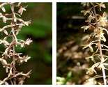 5 Cranefly Orchid Tipularia discolor WILDFLOWERS BULBS Bare Root - £40.06 GBP