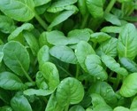 Tatsoi Mustard Seeds 300 Asian Culinary Microgreens Garden Salads Fast S... - $8.99