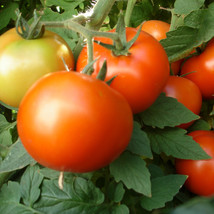 USA SELLER Early Girl Tomato Seeds 1027 Fast Shipping - £8.70 GBP