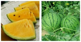 &#39;Kylin Ice Cream&#39; Series Watermelon Seeds 5 Bags (20 Seeds / Bag) - £23.14 GBP