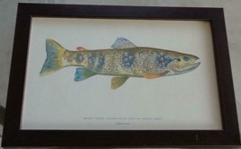Artwork Print – Brown Trout – Calore River, East of Naples, Italy – NICE... - £38.71 GBP