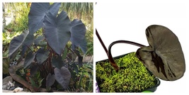 Live Plant - Black Magic Elephant Ear - Colocasia esculenta - USA Seller - $49.99