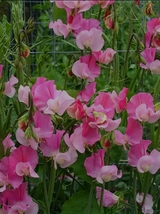 100 Seeds, Bellfarm Pink Tall Sweet Pea Seeds YQ-1096 - £18.03 GBP
