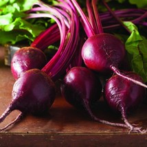 Bulls Blood Beet Seeds 100 Ct Vegetable New Fresh Seeds - $3.98