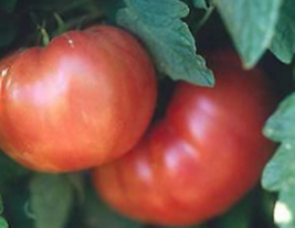 20 Pc Seeds Dutchman Tomato Vegetable Plant, Tomato Seeds for Planting |RK - £11.56 GBP
