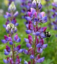 25 Arroyo Lupine Seeds Flower Flowers Seed 770 Wildflowergarden Beautiful USA Se - £6.93 GBP