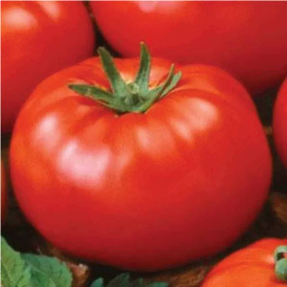 200 Seeds Ace 55 Tomato Seeds, Low Acidity, Heirloom, NON-GMO - £6.16 GBP