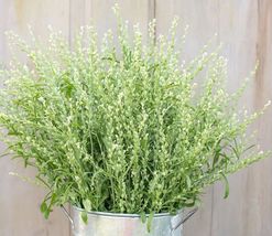 50 Seeds Persian Cress Flower - £7.35 GBP